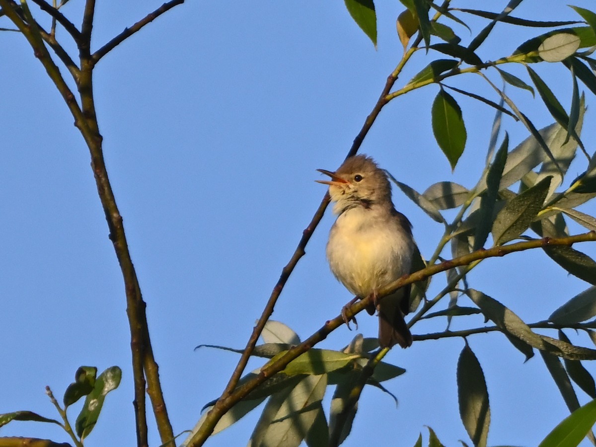 Melodious Warbler - ML619874096