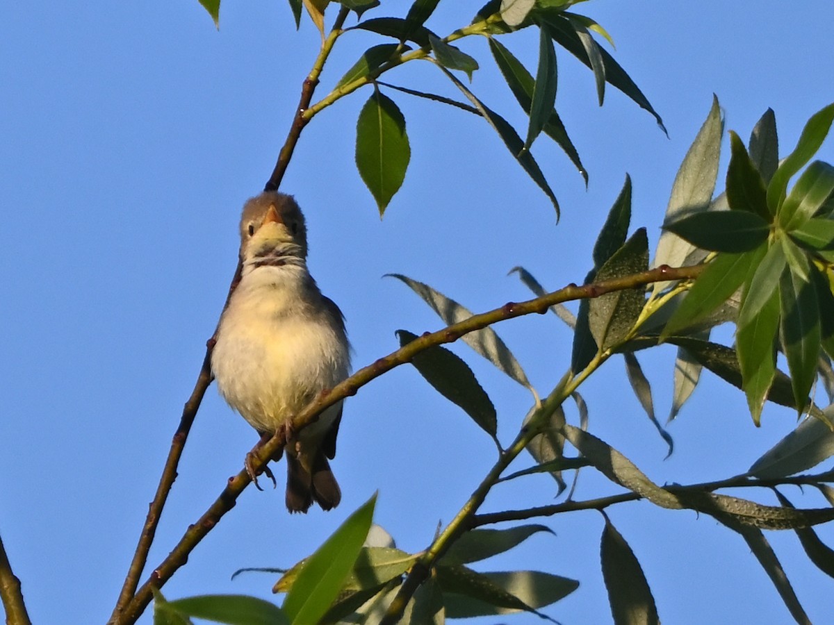 Melodious Warbler - ML619874098