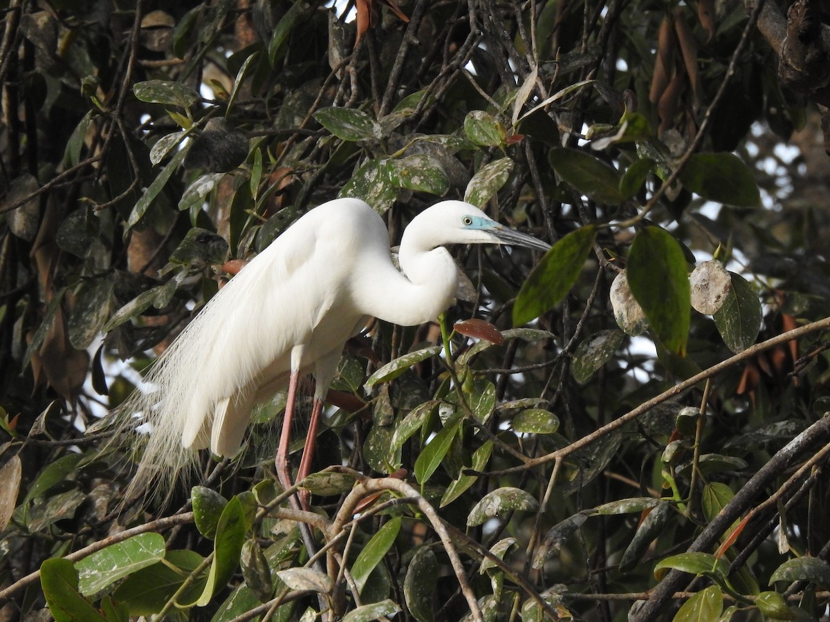 Great Egret - ML619874104