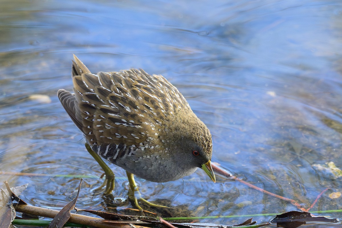Australian Crake - ML619874108