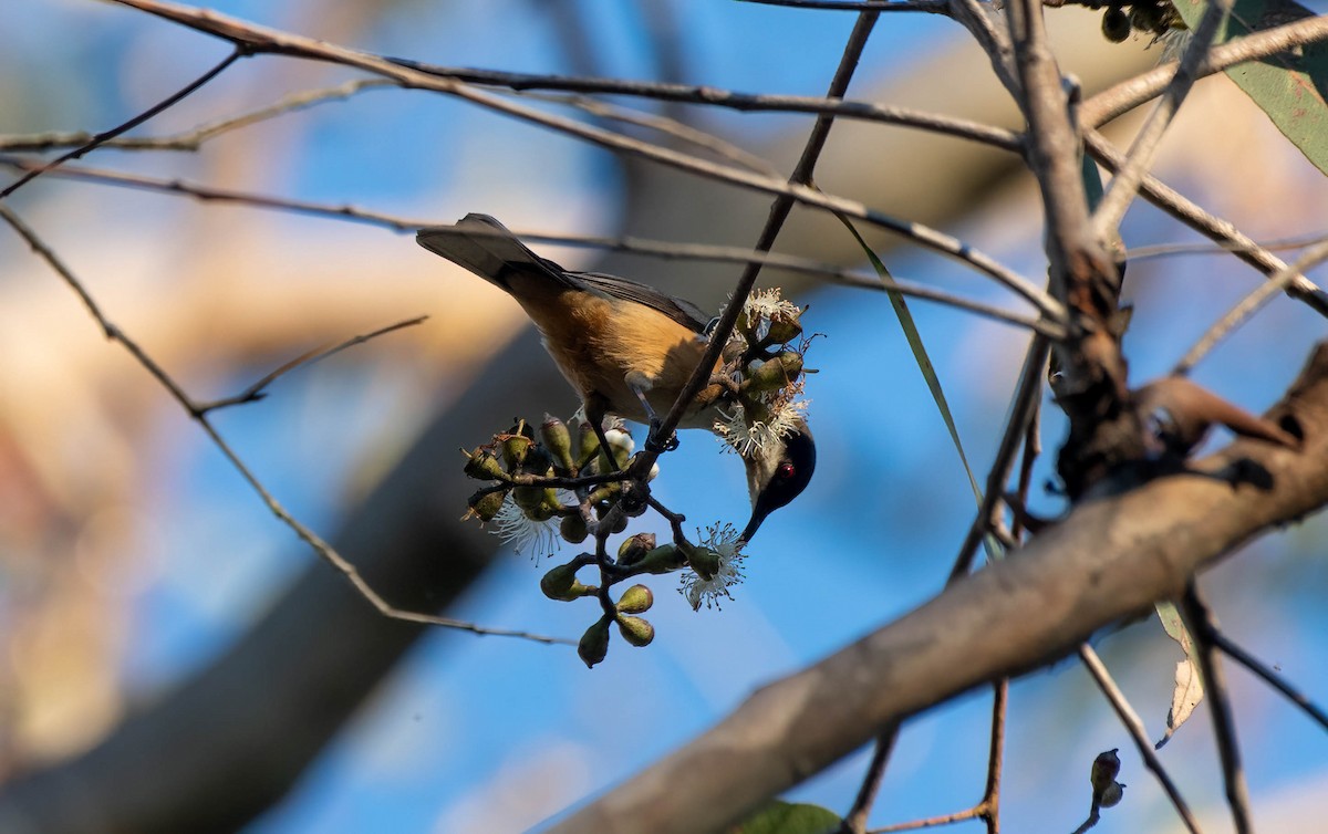 Eastern Spinebill - ML619874111