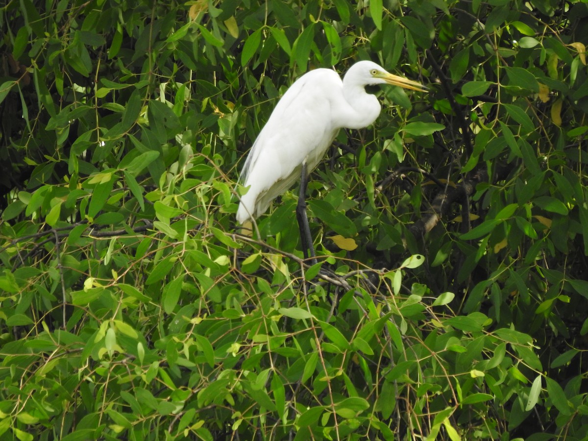Medium Egret - Raju Kasambe