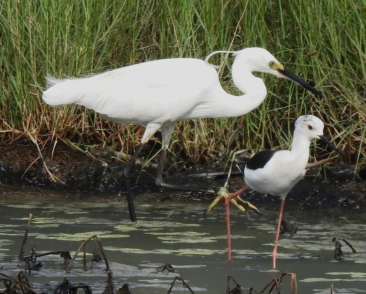 Little Egret - ML619874118