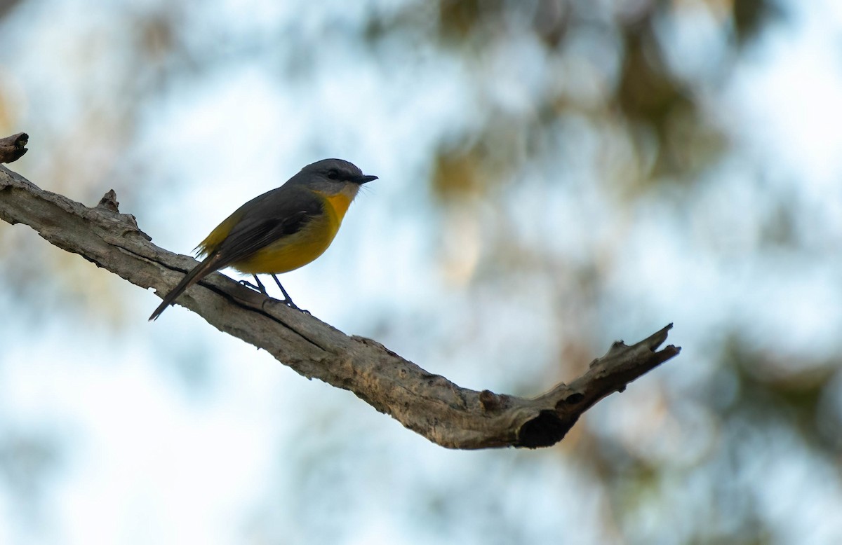 Eastern Yellow Robin - ML619874123