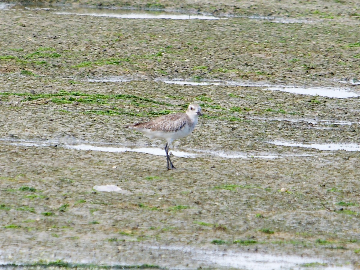 Black-bellied Plover - ML619874124