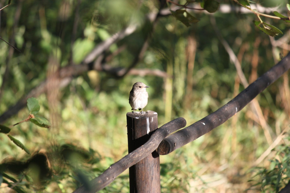 Spotted Flycatcher (Spotted) - ML619874131