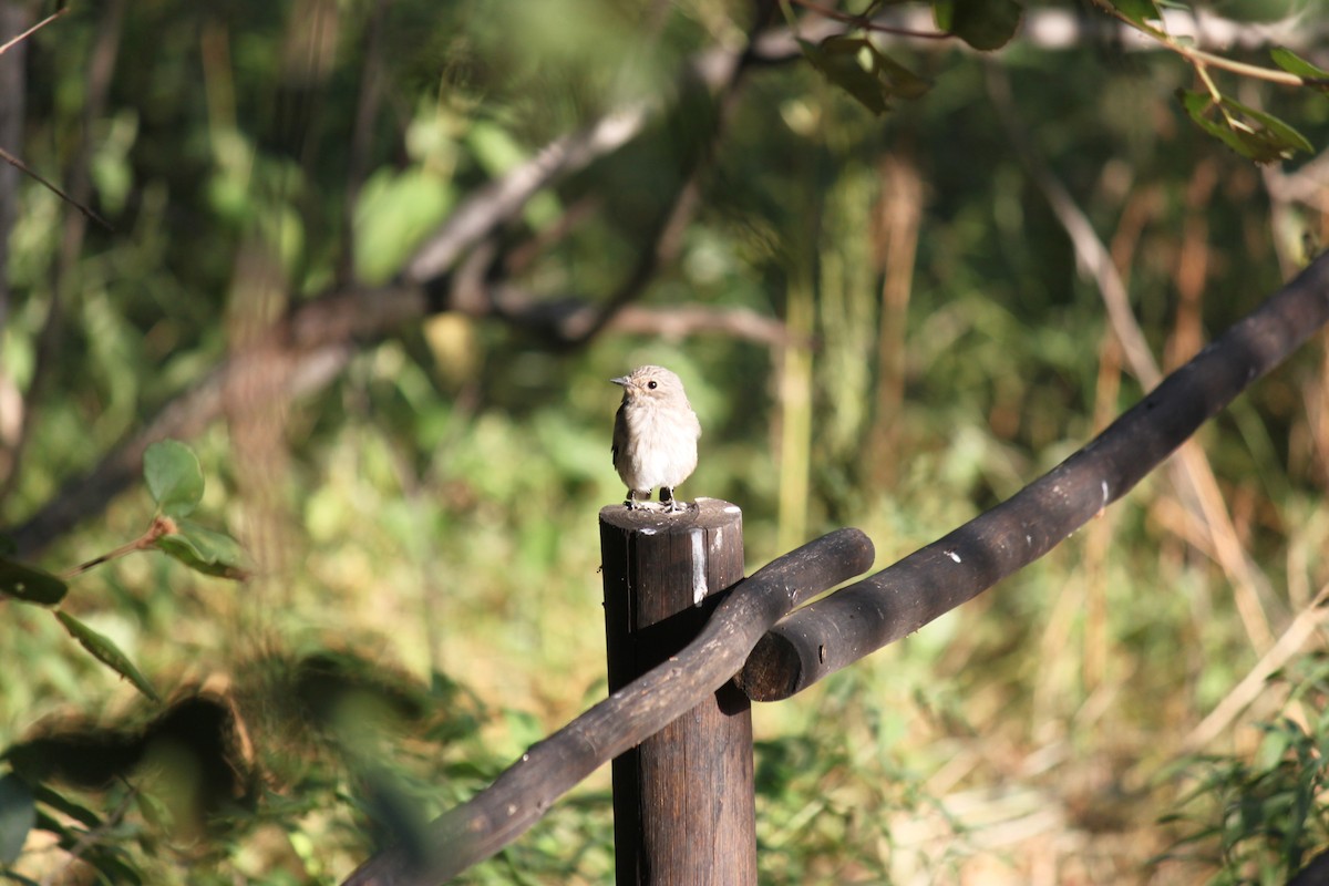 Spotted Flycatcher (Spotted) - ML619874132