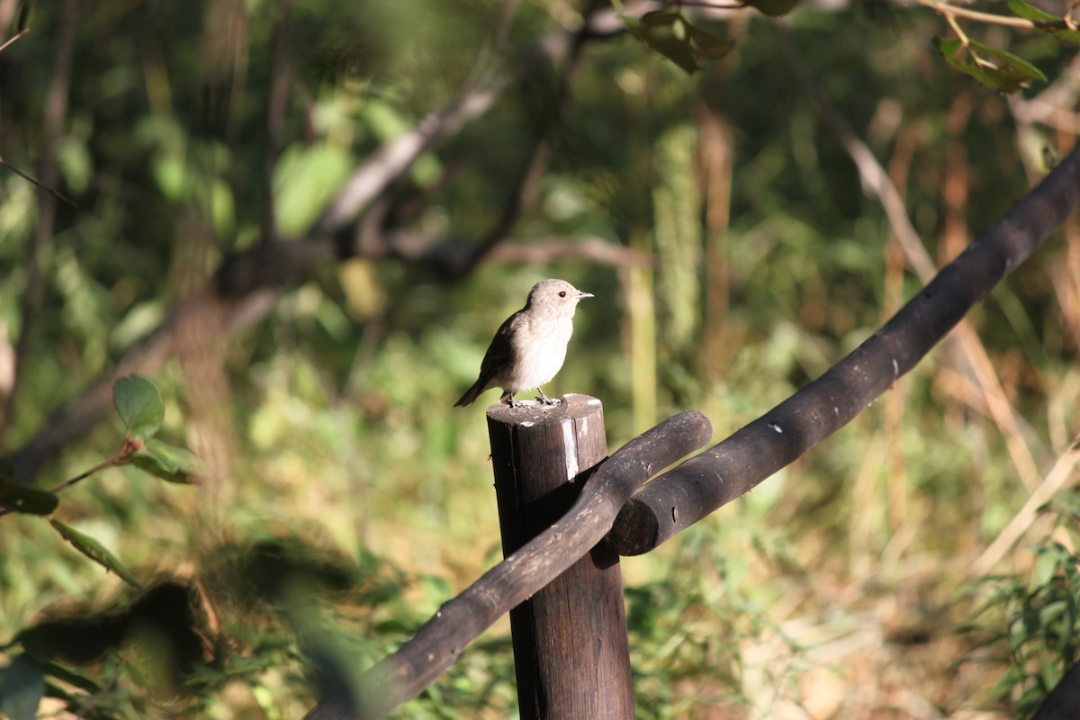 Spotted Flycatcher (Spotted) - ML619874133