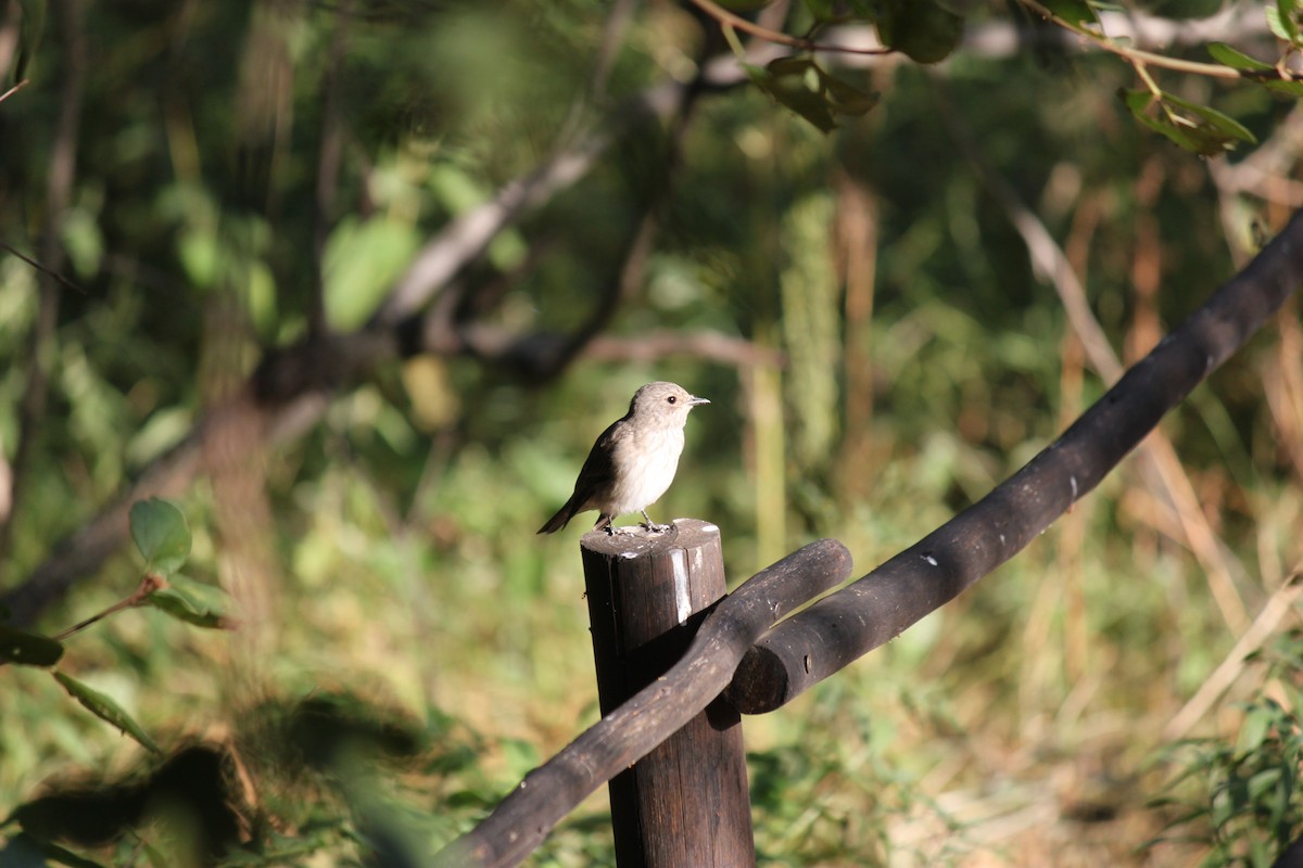 Spotted Flycatcher (Spotted) - ML619874134