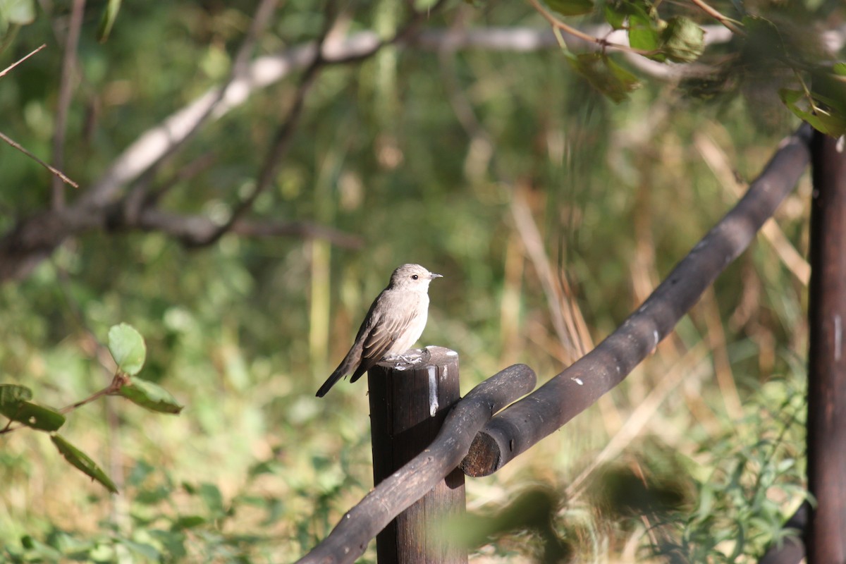 Spotted Flycatcher (Spotted) - ML619874135