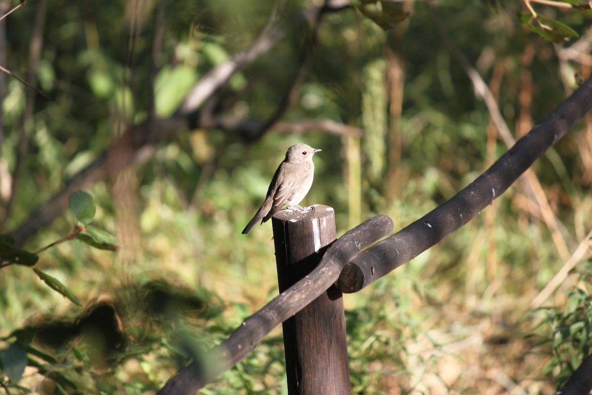 Spotted Flycatcher (Spotted) - ML619874136