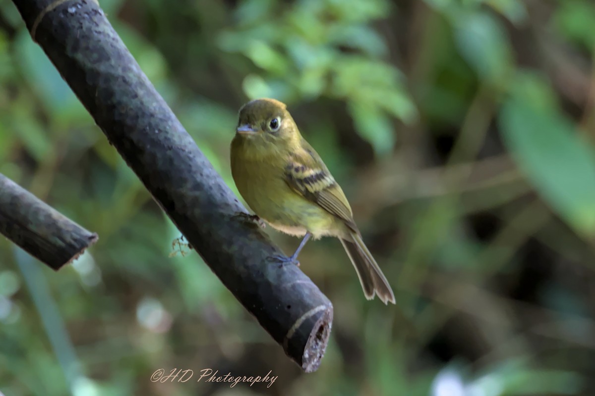 Eye-ringed Flatbill - ML619874144