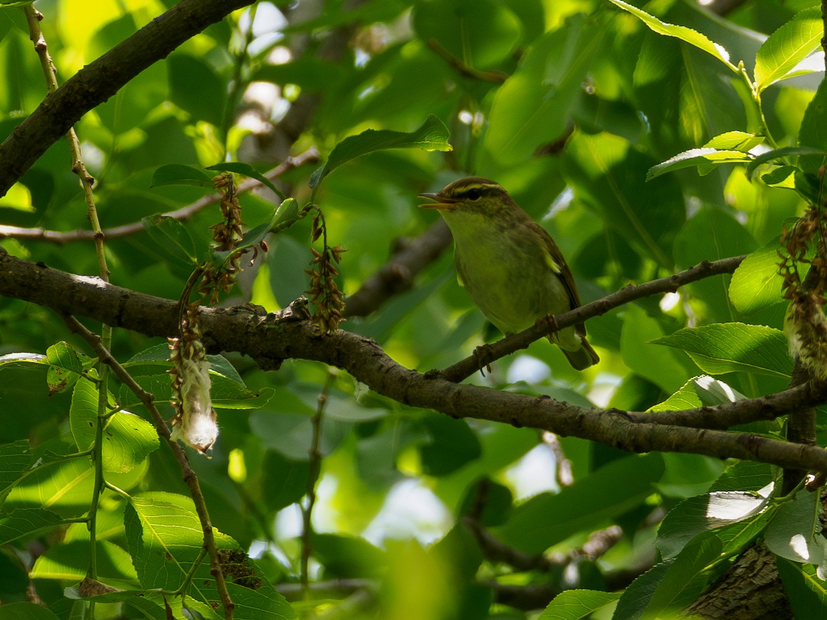 Mosquitero de Kamtchatka - ML619874153