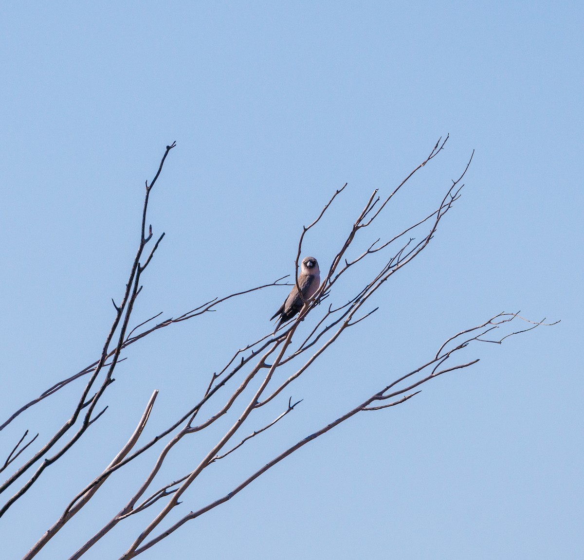 Black-faced Woodswallow - ML619874157