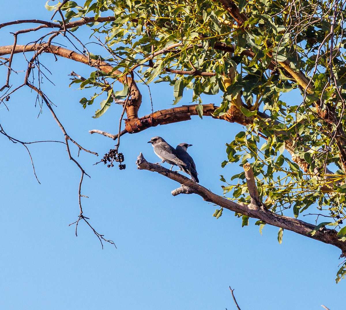 Black-faced Woodswallow - ML619874159