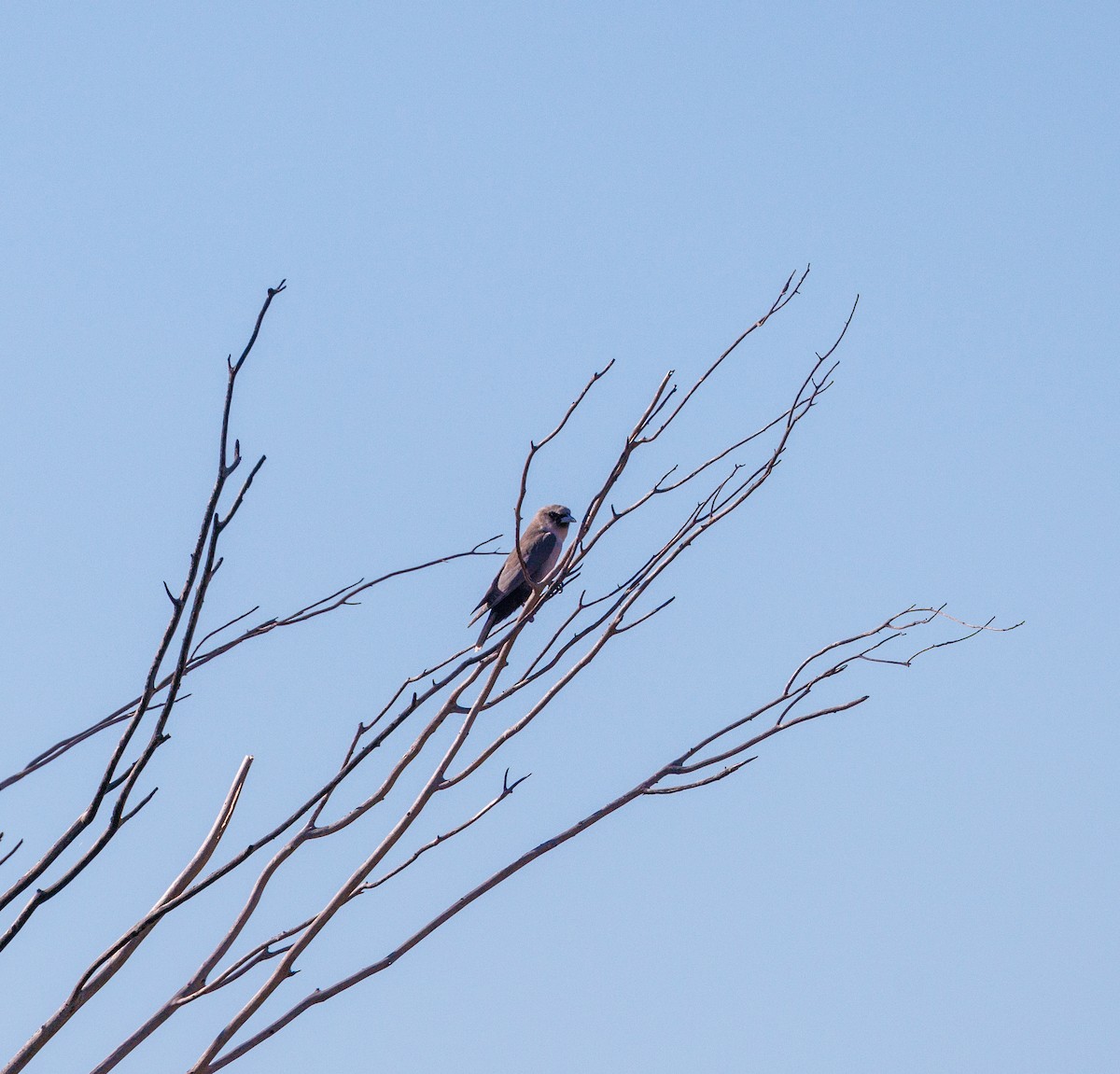 Black-faced Woodswallow - Paul Rankin