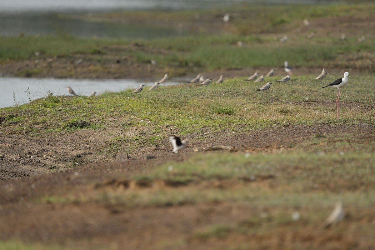 Small Pratincole - ML619874163