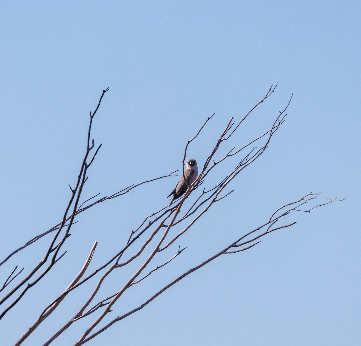 Budgerigar - ML619874165