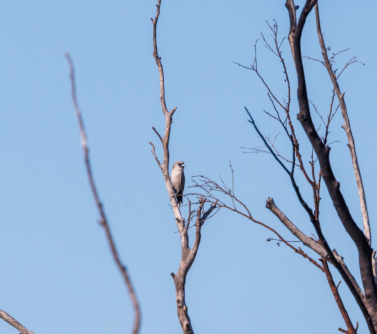 Budgerigar - ML619874166