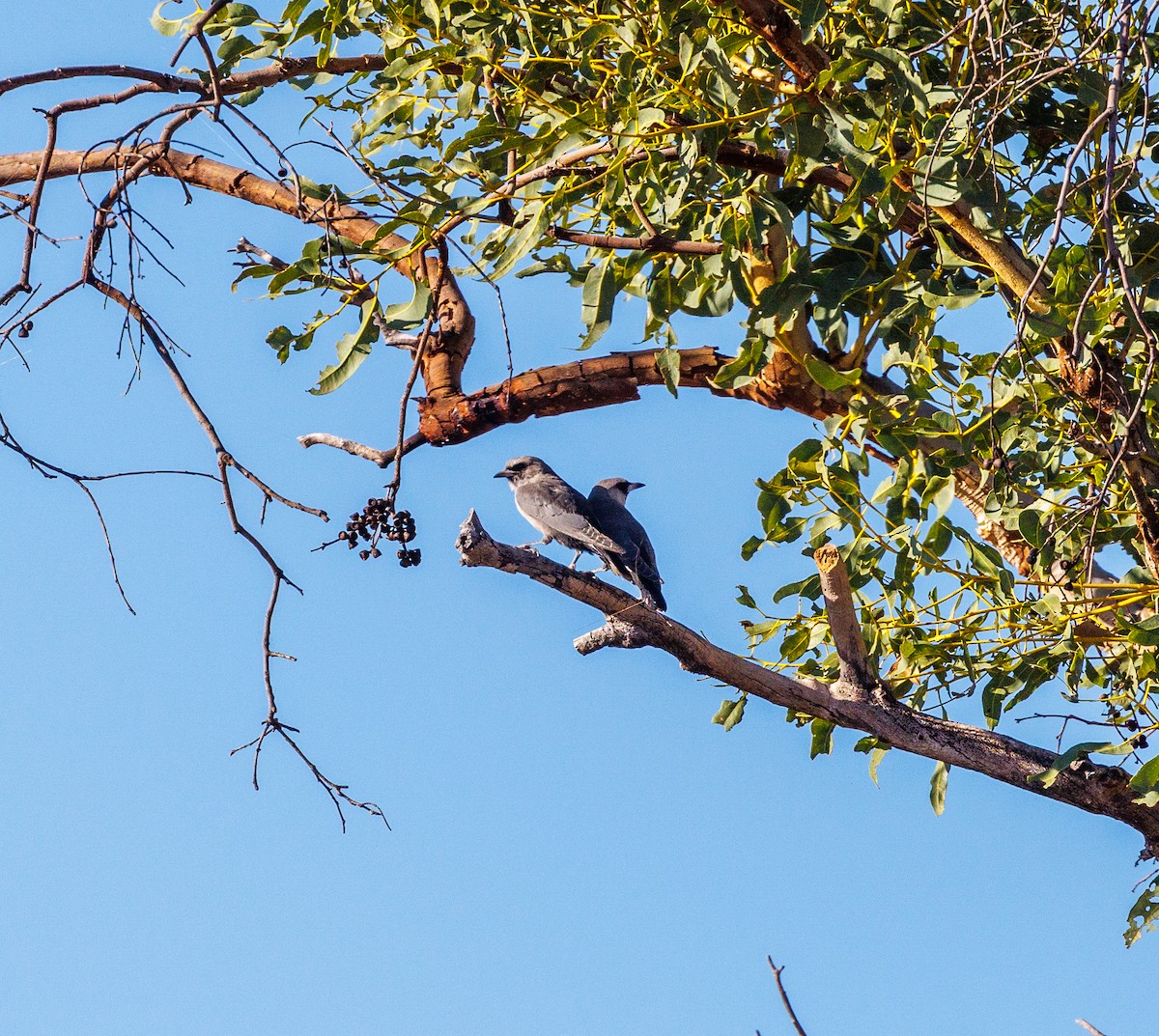 Budgerigar - ML619874167