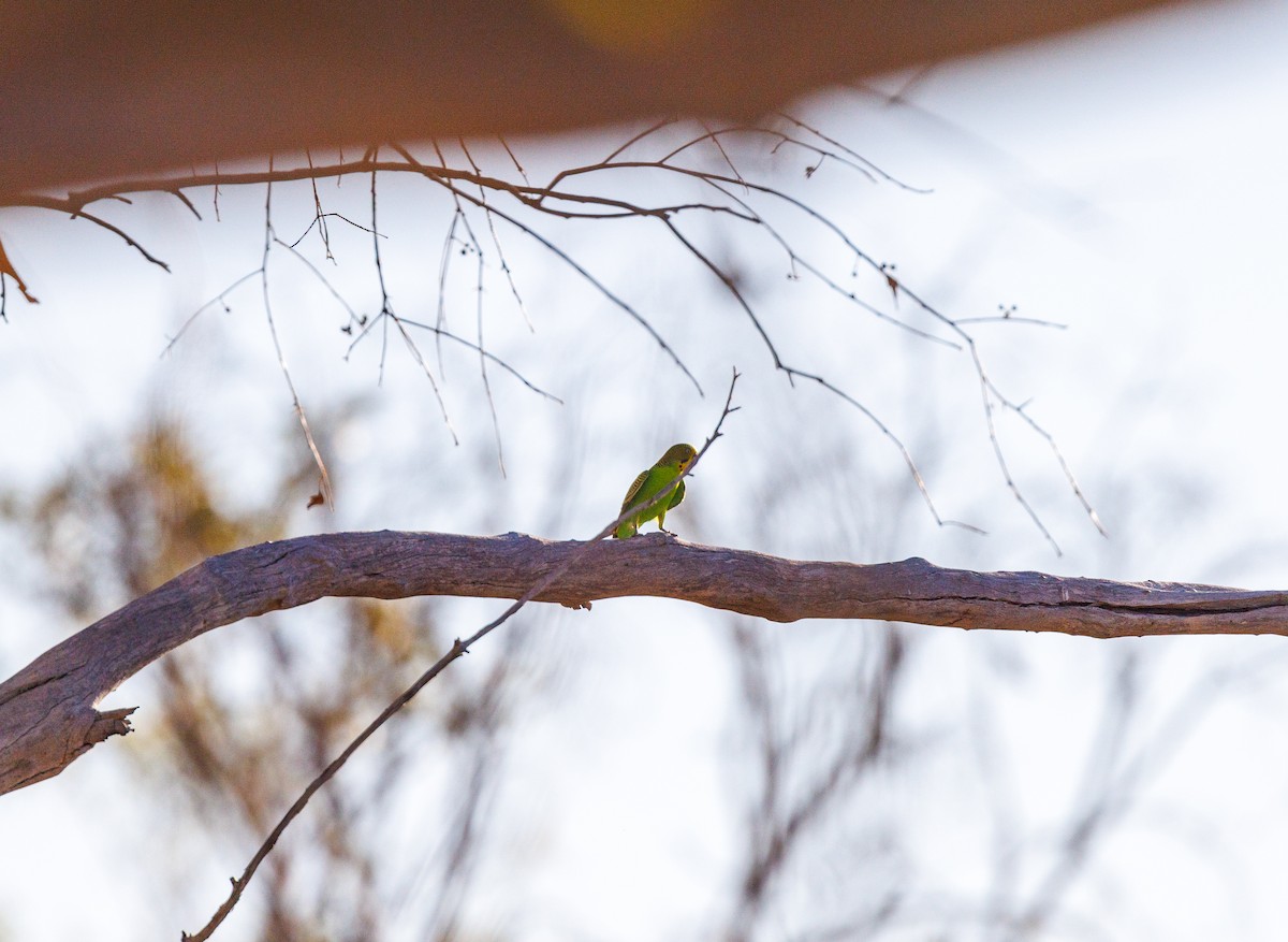 Budgerigar - ML619874170