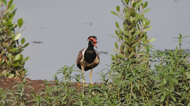 Red-wattled Lapwing - ML619874187