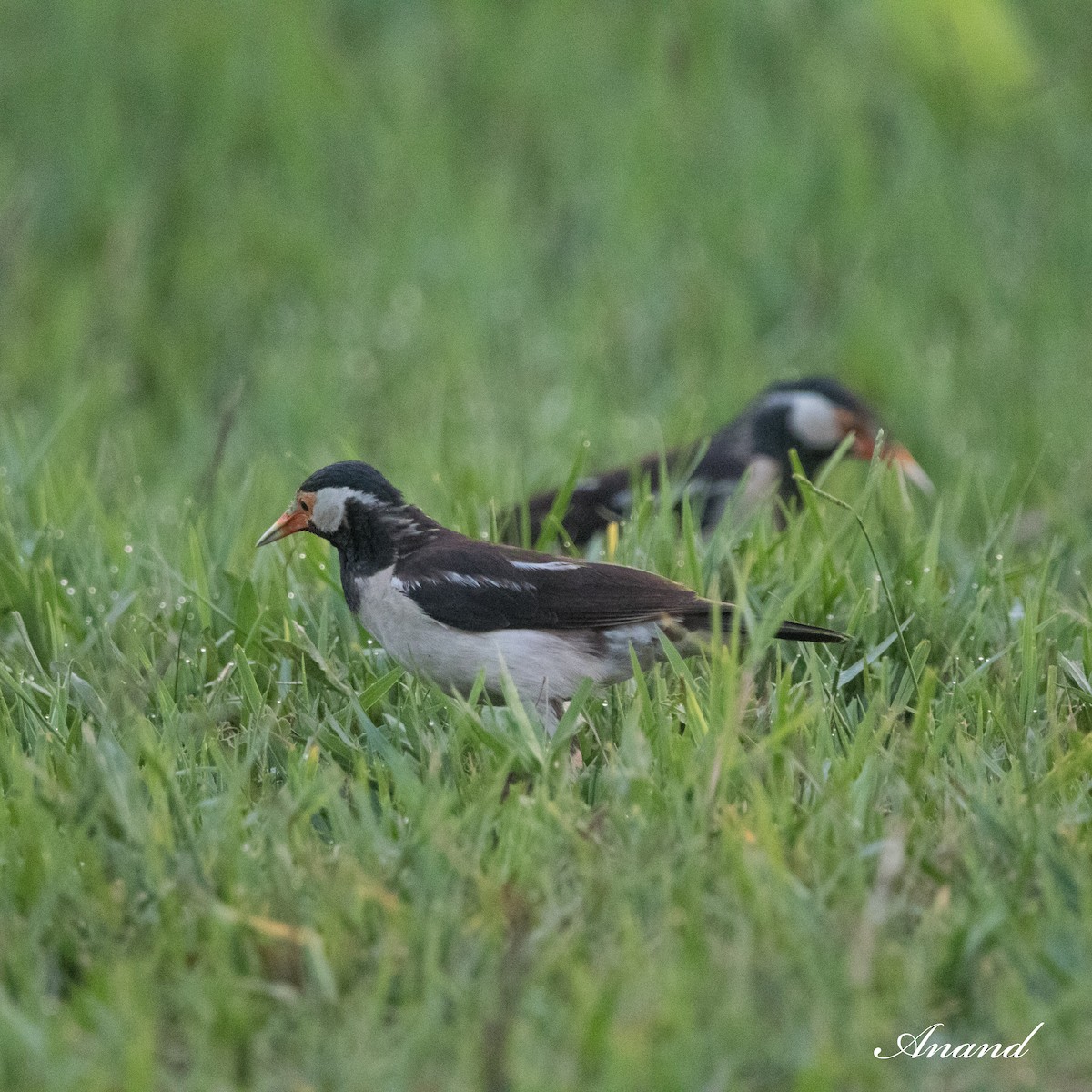 Indian Pied Starling - ML619874188