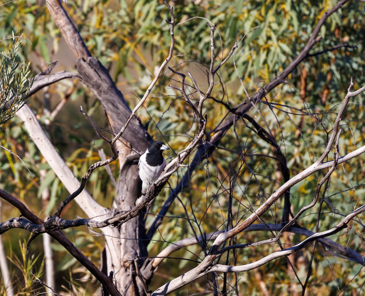 Pied Butcherbird - ML619874191