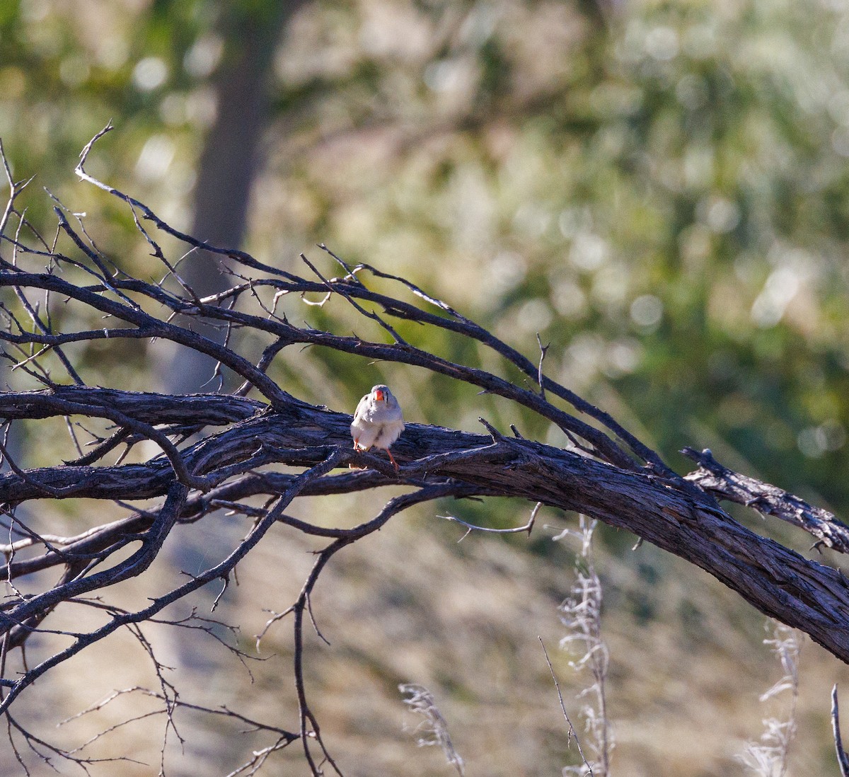 Zebra Finch - ML619874192