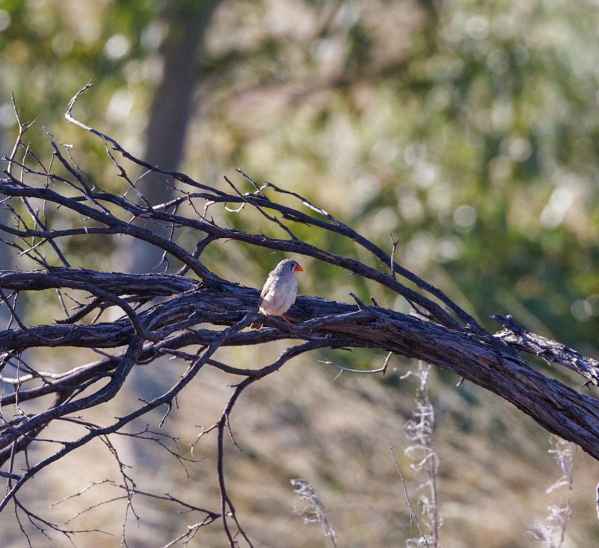 Zebra Finch - ML619874193