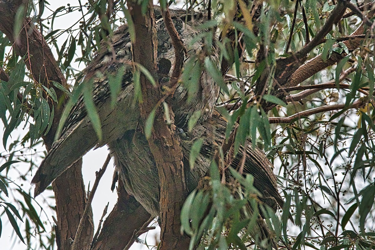 Tawny Frogmouth - ML619874198