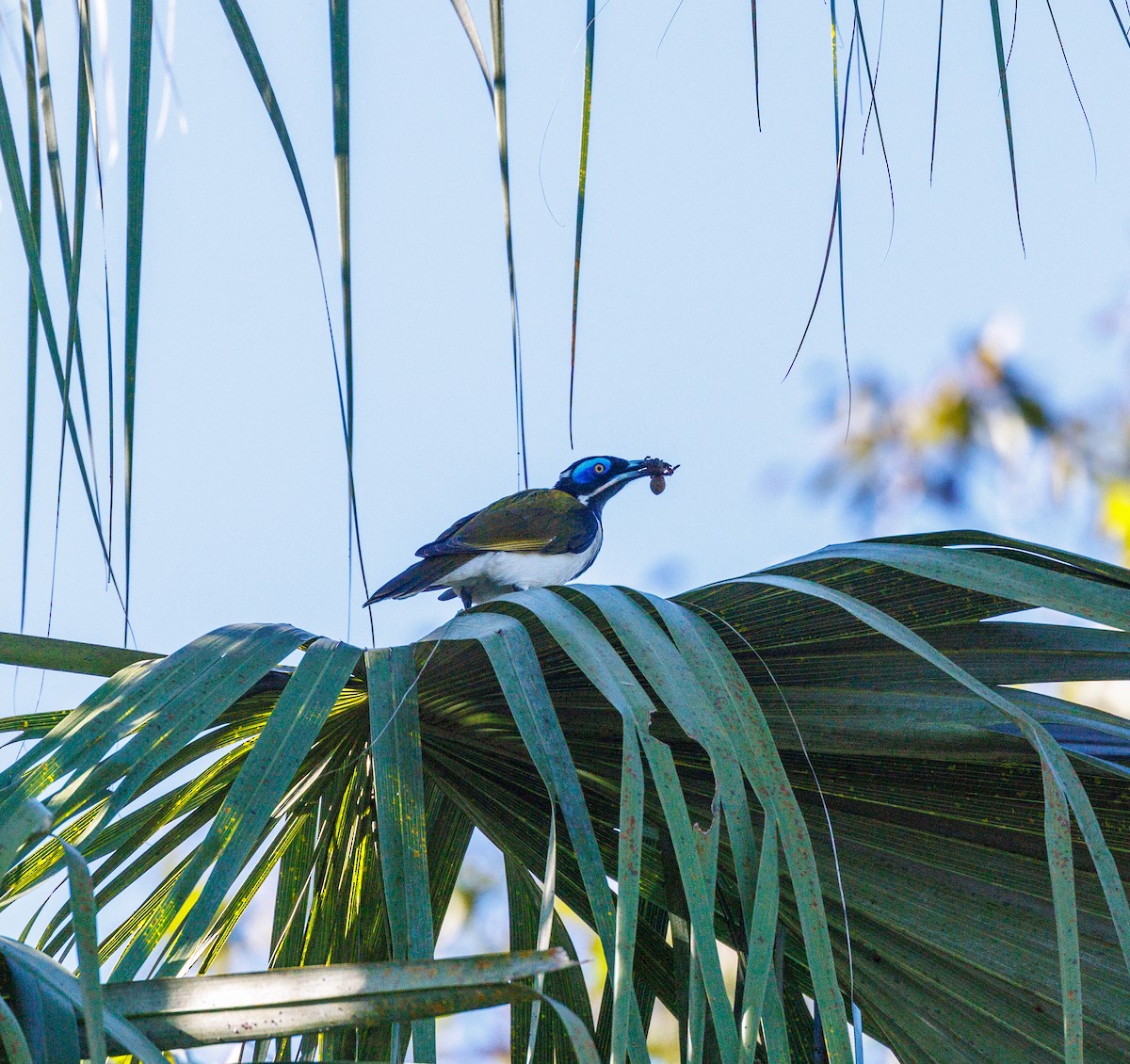 Blue-faced Honeyeater - ML619874234