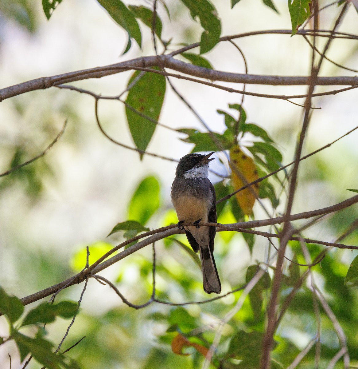 Northern Fantail - ML619874243