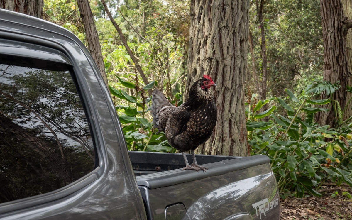 Red Junglefowl (Domestic type) - ML619874251