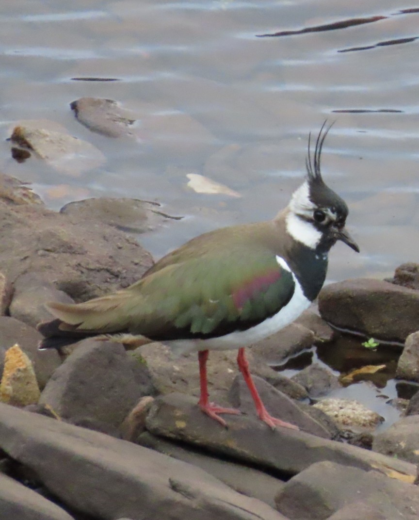 Northern Lapwing - ML619874262