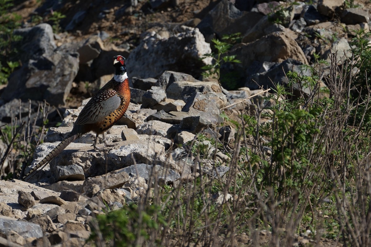 Ring-necked Pheasant - ML619874269