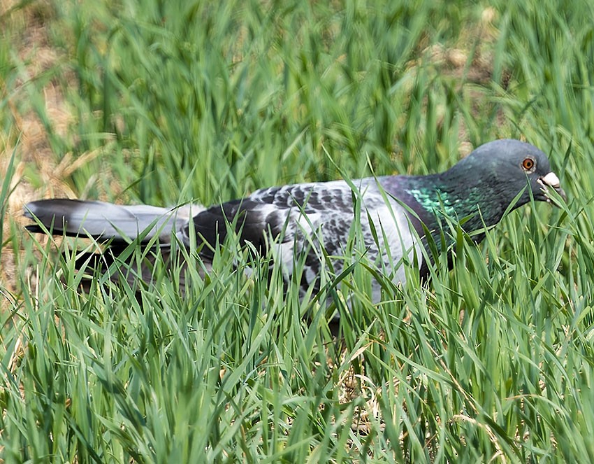 Сизый голубь (Одомашненного типа) - ML619874274