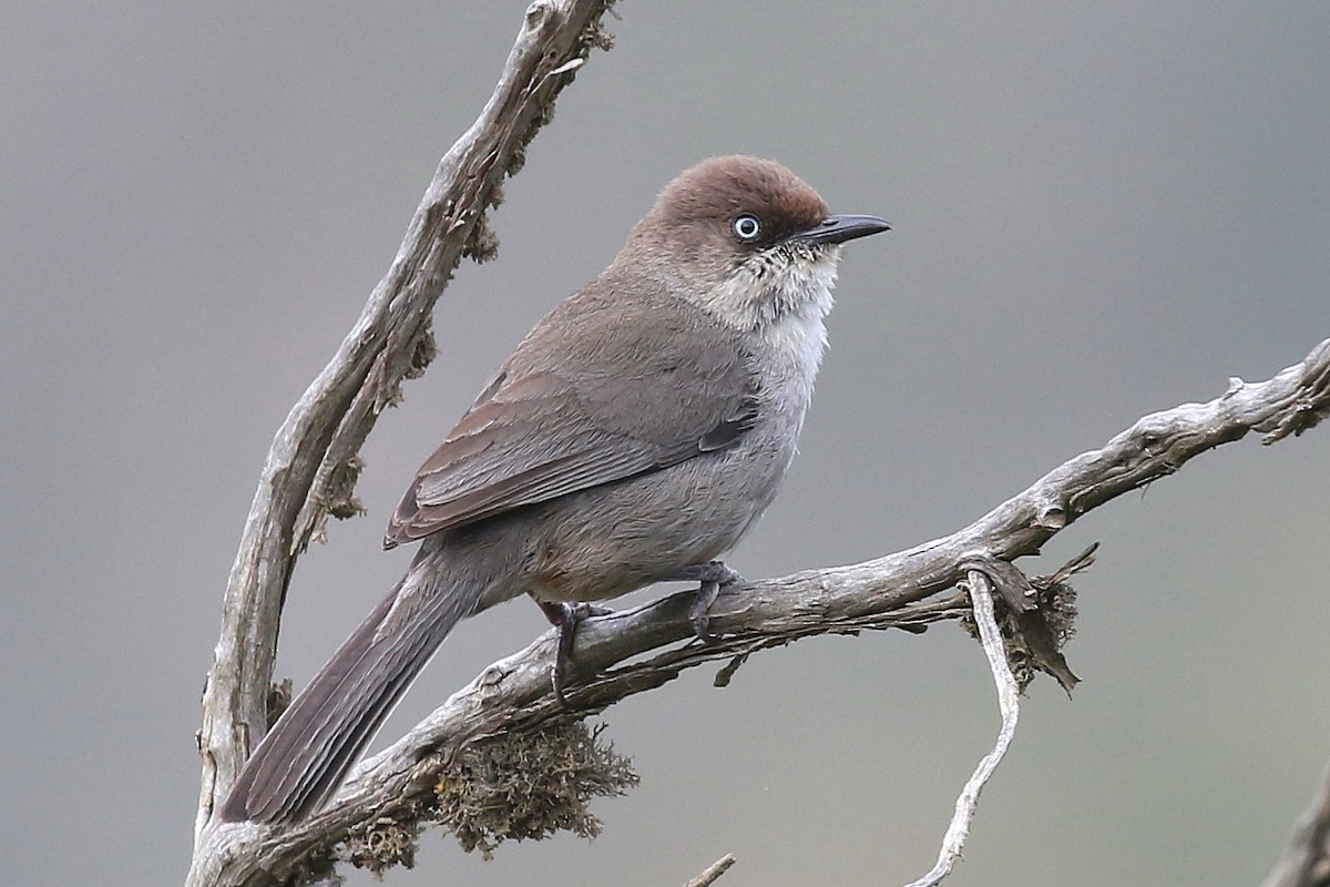 Yemen Warbler - ML619874276