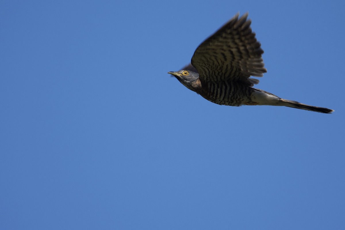 Large Hawk-Cuckoo - ML619874282