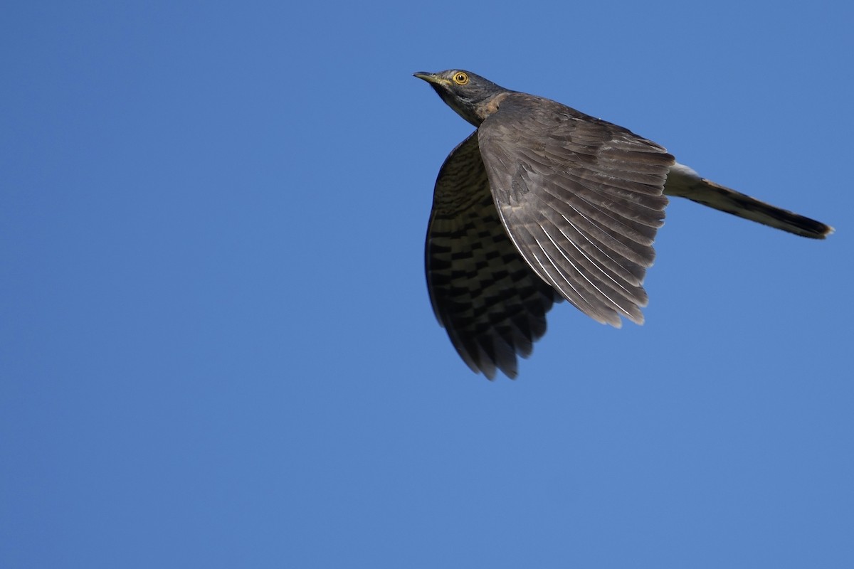 Large Hawk-Cuckoo - ML619874283