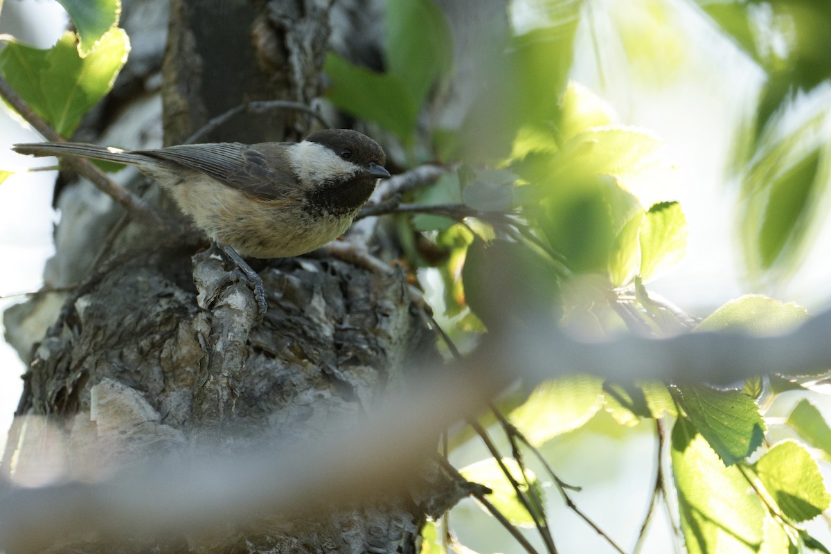 Mésange boréale - ML619874285