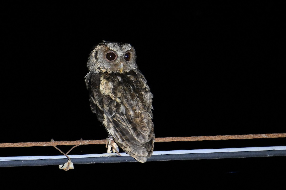 Collared Scops-Owl - ML619874291