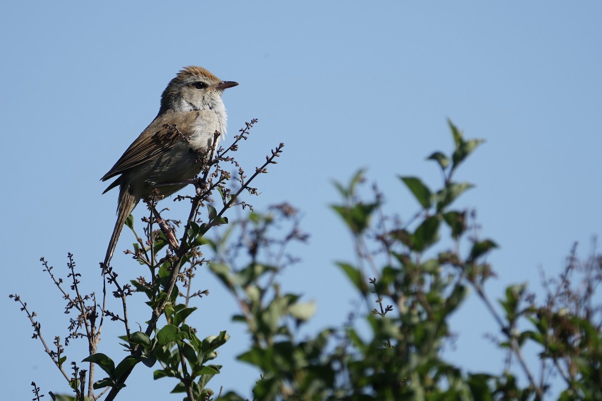 Manchurian Bush Warbler - ML619874295