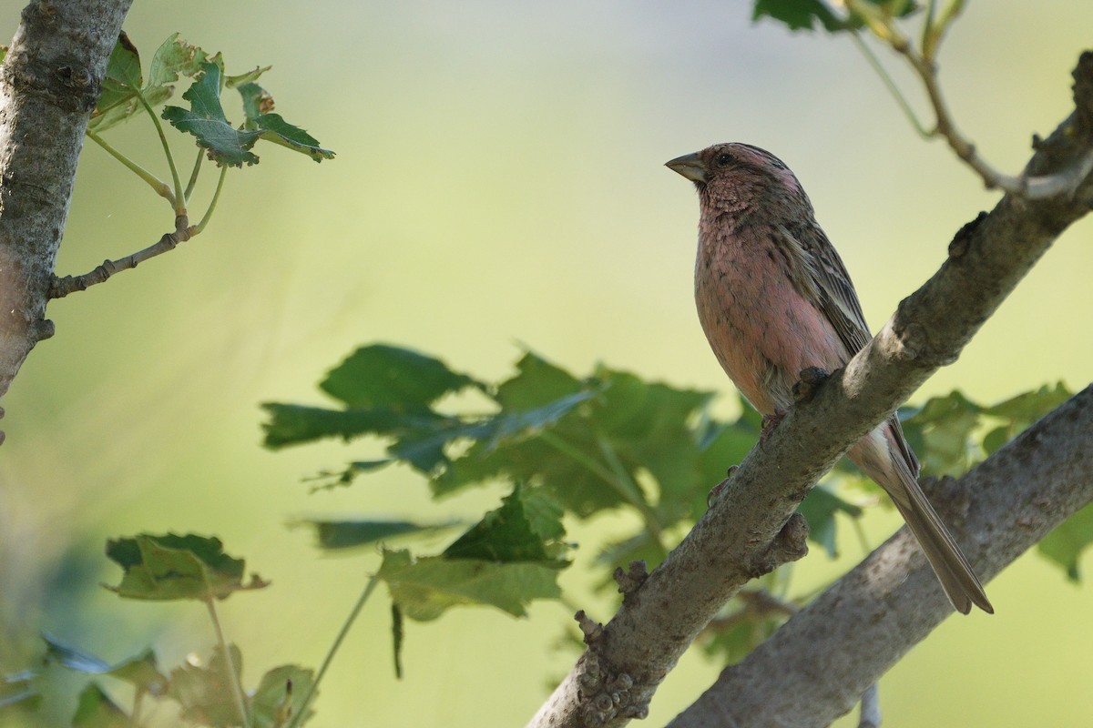 Chinese Beautiful Rosefinch - ML619874301