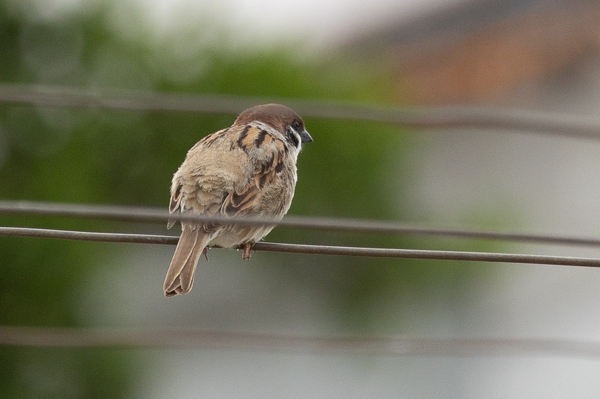 Eurasian Tree Sparrow - ML619874317