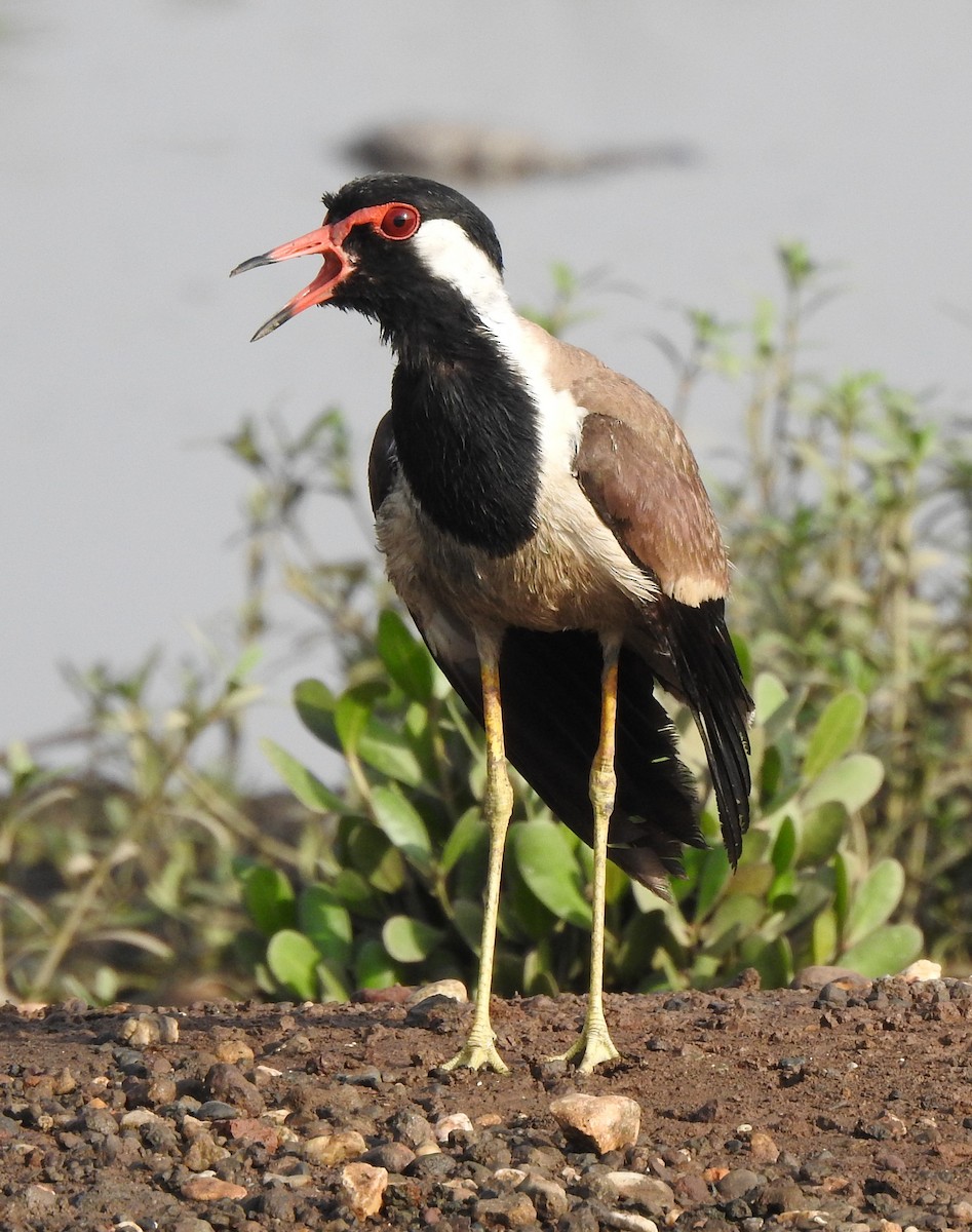 Red-wattled Lapwing - ML619874321