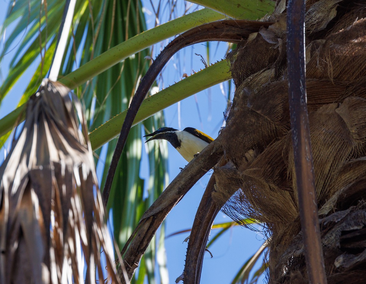 Blue-faced Honeyeater - ML619874333