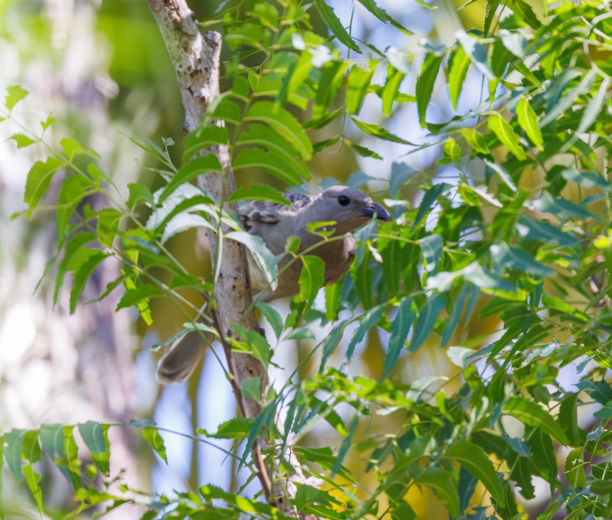 Great Bowerbird - ML619874341