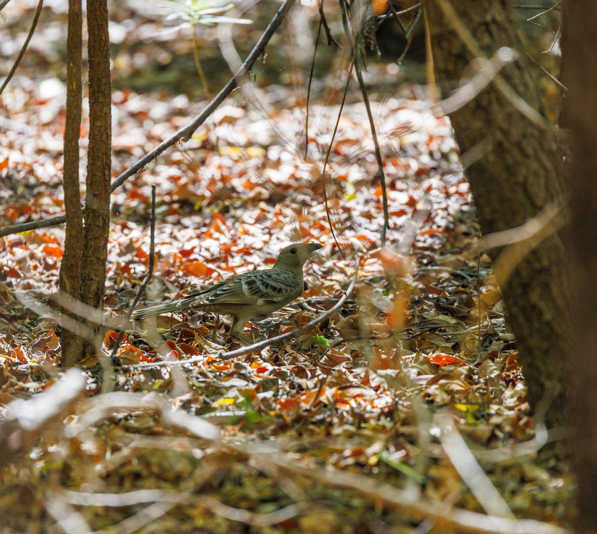 Great Bowerbird - ML619874344