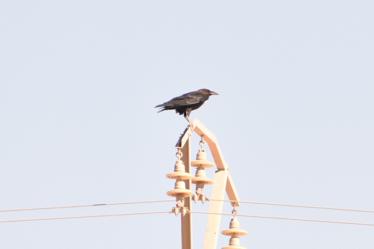 Brown-necked Raven - ML619874350